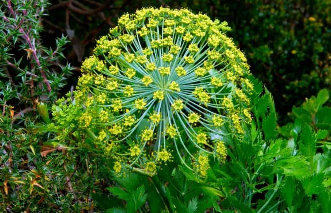 Gum galbanum