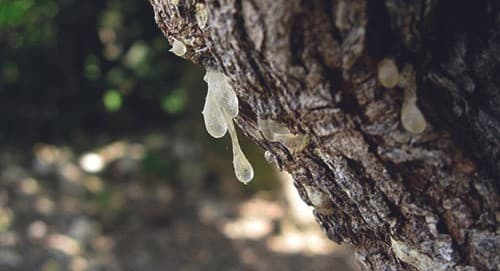 Resin of the mastic tree