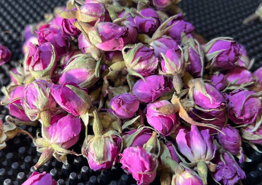 rose buds