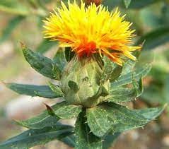 Safflower